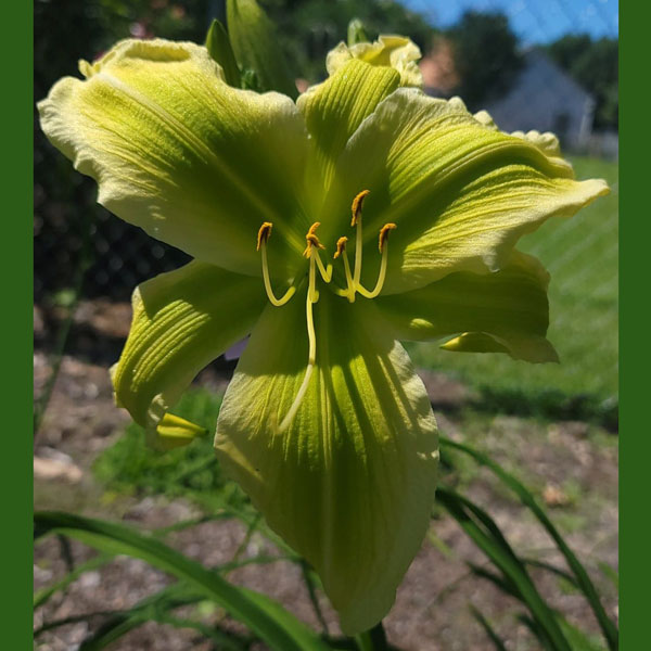 Heaven's Green Latern