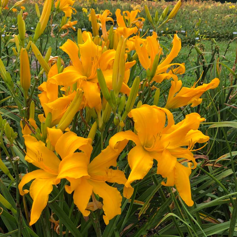 BUTTERSCOTCH TREES